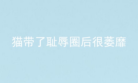 猫带了耻辱圈后很萎靡