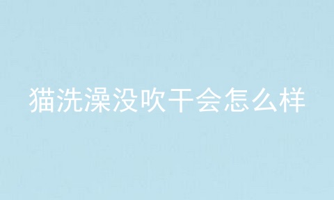 猫洗澡没吹干会怎么样