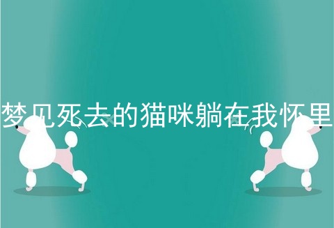 梦见死去的猫咪躺在我怀里