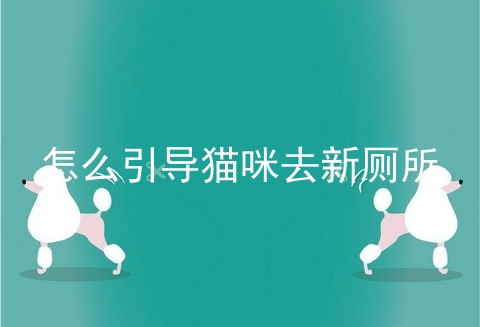 怎么引导猫咪去新厕所