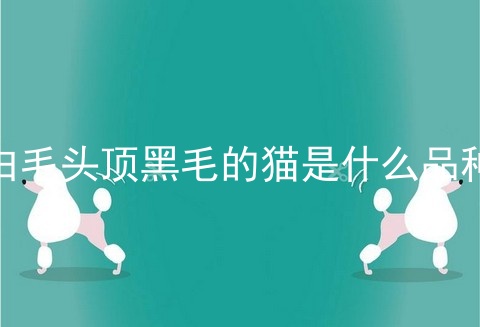 白毛头顶黑毛的猫是什么品种