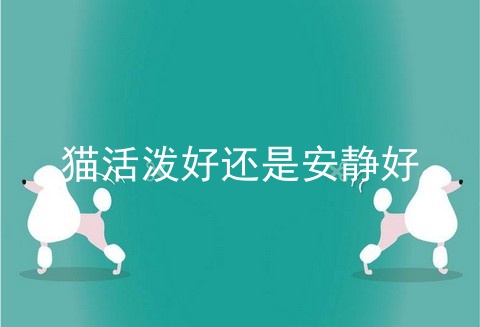 猫活泼好还是安静好