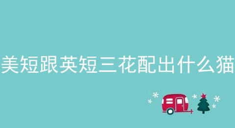 美短跟英短三花配出什么猫