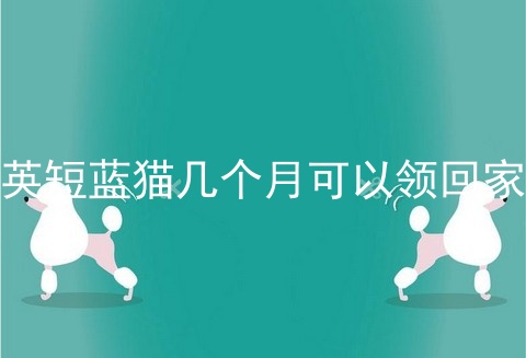 英短蓝猫几个月可以领回家