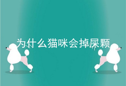为什么猫咪会掉屎颗