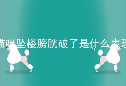 猫咪坠楼膀胱破了是什么表现