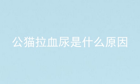 公猫拉血尿是什么原因
