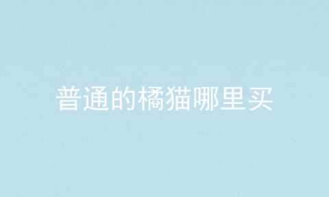 普通的橘猫哪里买