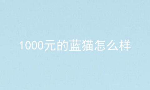 1000元的蓝猫怎么样