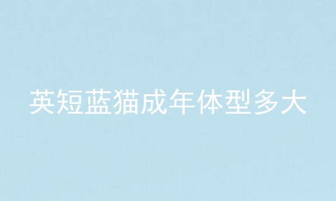 英短蓝猫成年体型多大