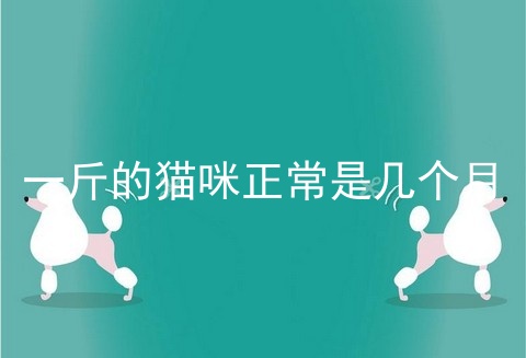 一斤的猫咪正常是几个月