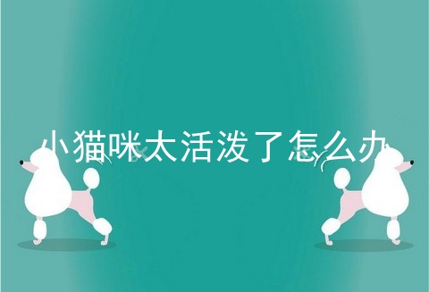 小猫咪太活泼了怎么办