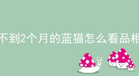 不到2个月的蓝猫怎么看品相
