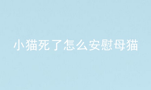 小猫死了怎么安慰母猫