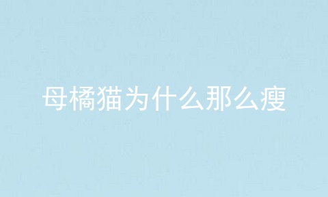 母橘猫为什么那么瘦