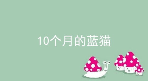 10个月的蓝猫