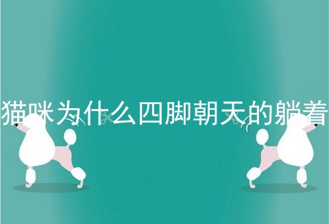 猫咪为什么四脚朝天的躺着