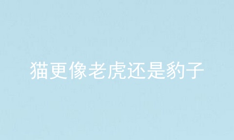 猫更像老虎还是豹子