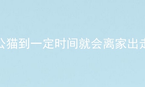 公猫到一定时间就会离家出走