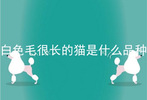 白色毛很长的猫是什么品种