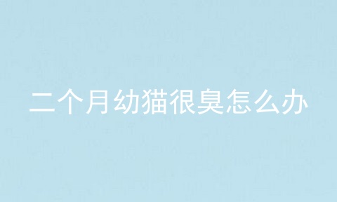 二个月幼猫很臭怎么办