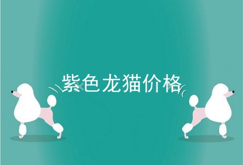 紫色龙猫价格
