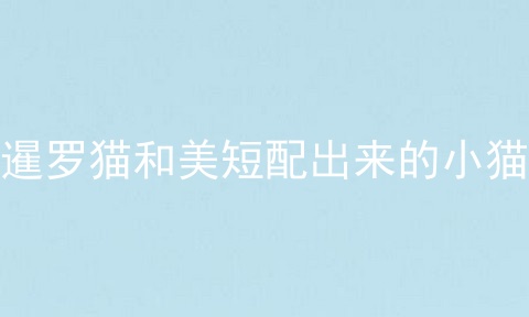 暹罗猫和美短配出来的小猫