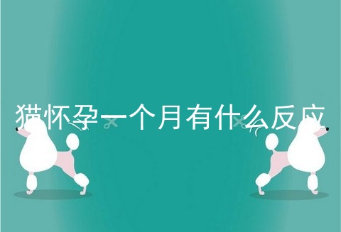 猫怀孕一个月有什么反应