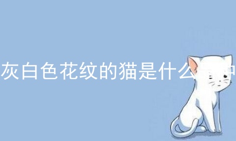 灰白色花纹的猫是什么品种