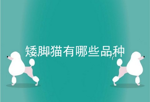 矮脚猫有哪些品种