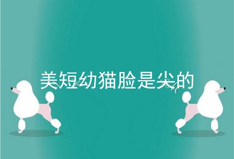 美短幼猫脸是尖的