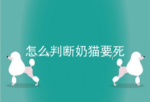 怎么判断奶猫要死