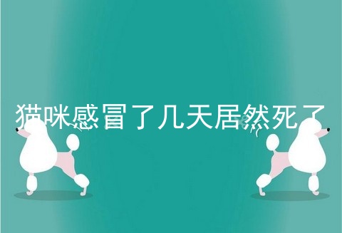 猫咪感冒了几天居然死了