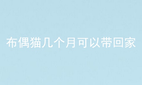 布偶猫几个月可以带回家