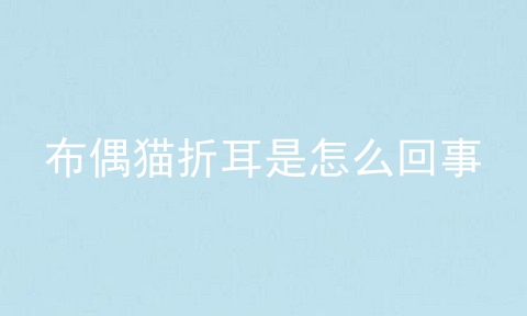 布偶猫折耳是怎么回事
