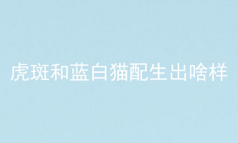 虎斑和蓝白猫配生出啥样