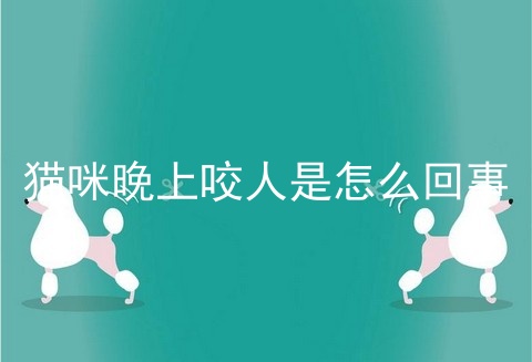 猫咪晚上咬人是怎么回事