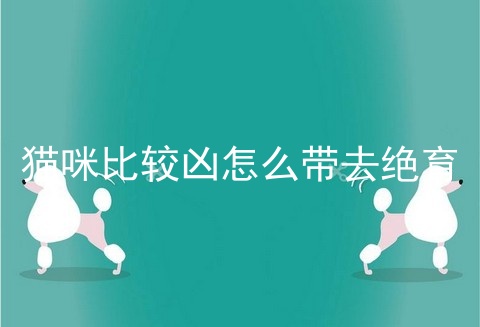 猫咪比较凶怎么带去绝育