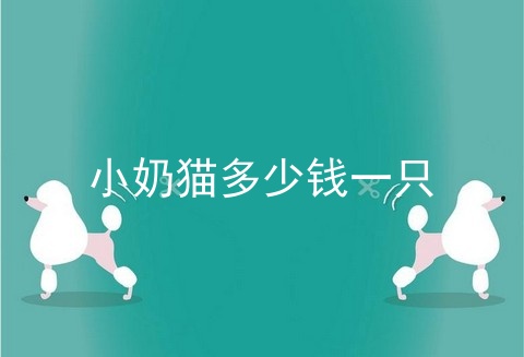 小奶猫多少钱一只