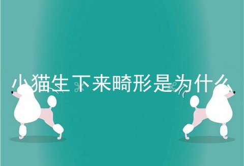 小猫生下来畸形是为什么