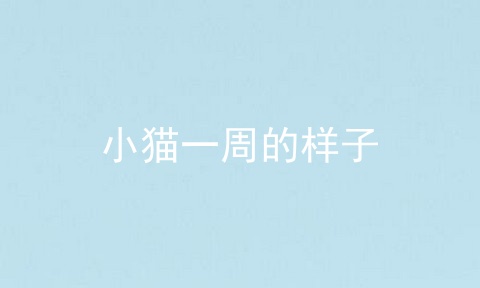 小猫一周的样子