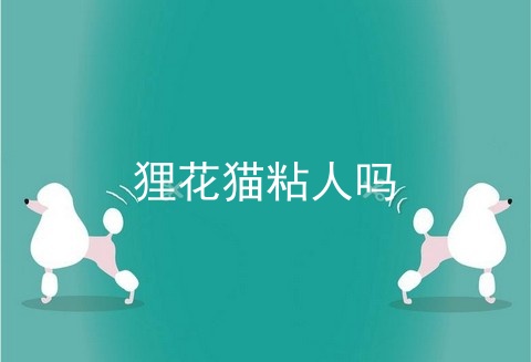 狸花猫粘人吗