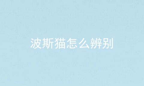 波斯猫怎么辨别
