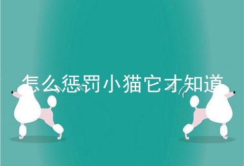 怎么惩罚小猫它才知道
