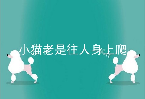 小猫老是往人身上爬