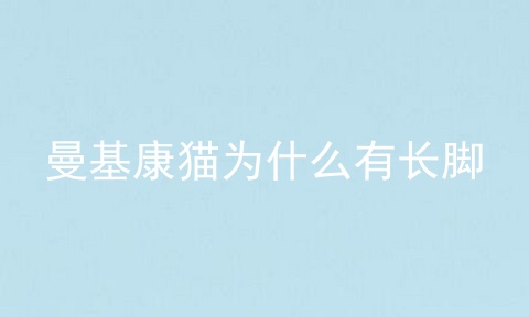 曼基康猫为什么有长脚