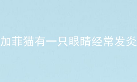 加菲猫有一只眼睛经常发炎