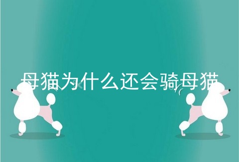 母猫为什么还会骑母猫