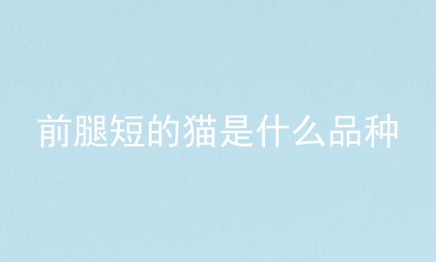 前腿短的猫是什么品种