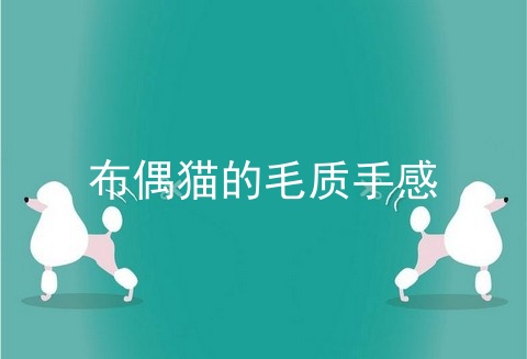 布偶猫的毛质手感